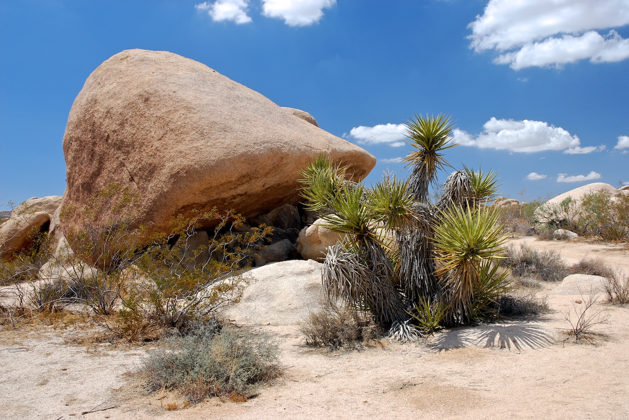 Exploring the Best of Joshua Tree National Park