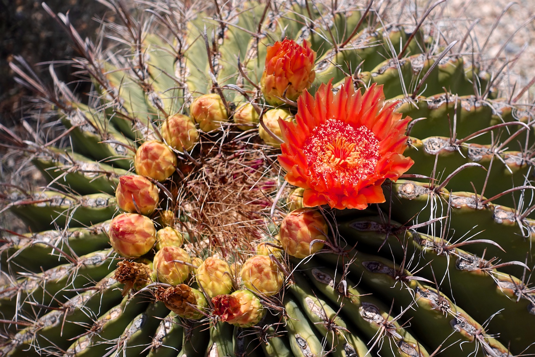 Cactus -- Saguaro National Park